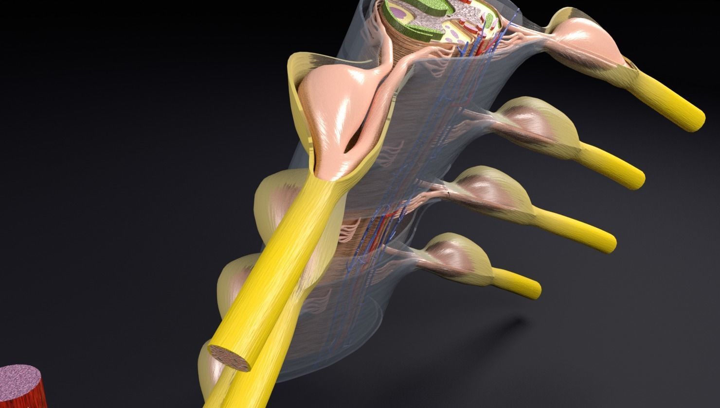Spinal cord transverse section coverings label 3D model_11