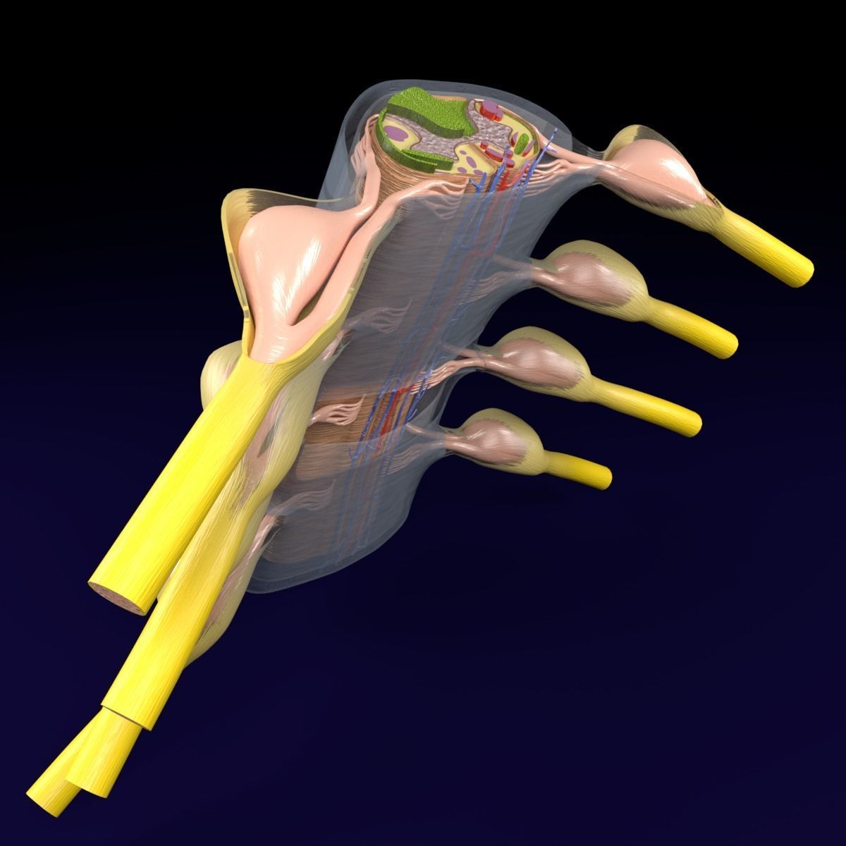 Spinal cord transverse section coverings label 3D model_19