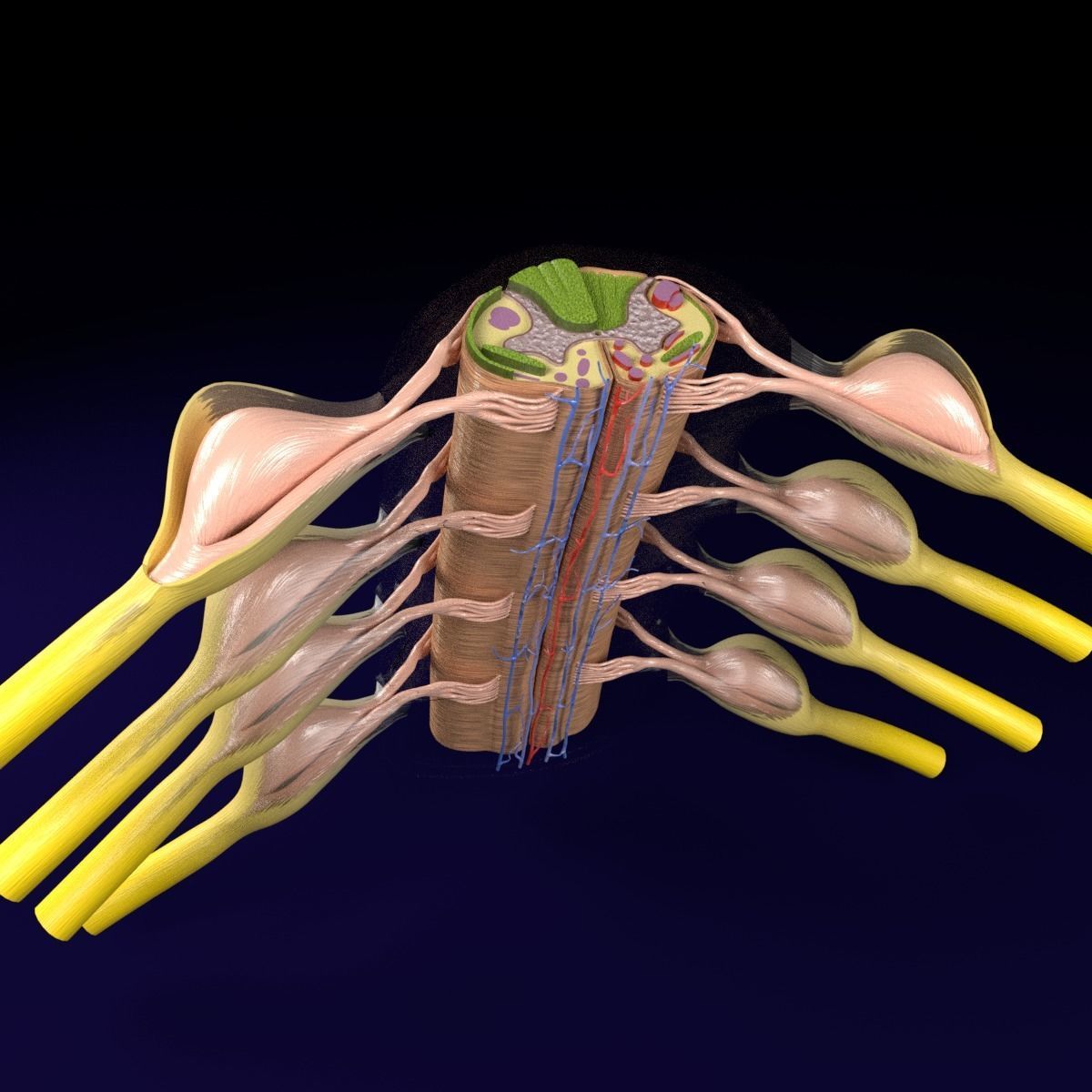 Spinal cord transverse section coverings label 3D model_8