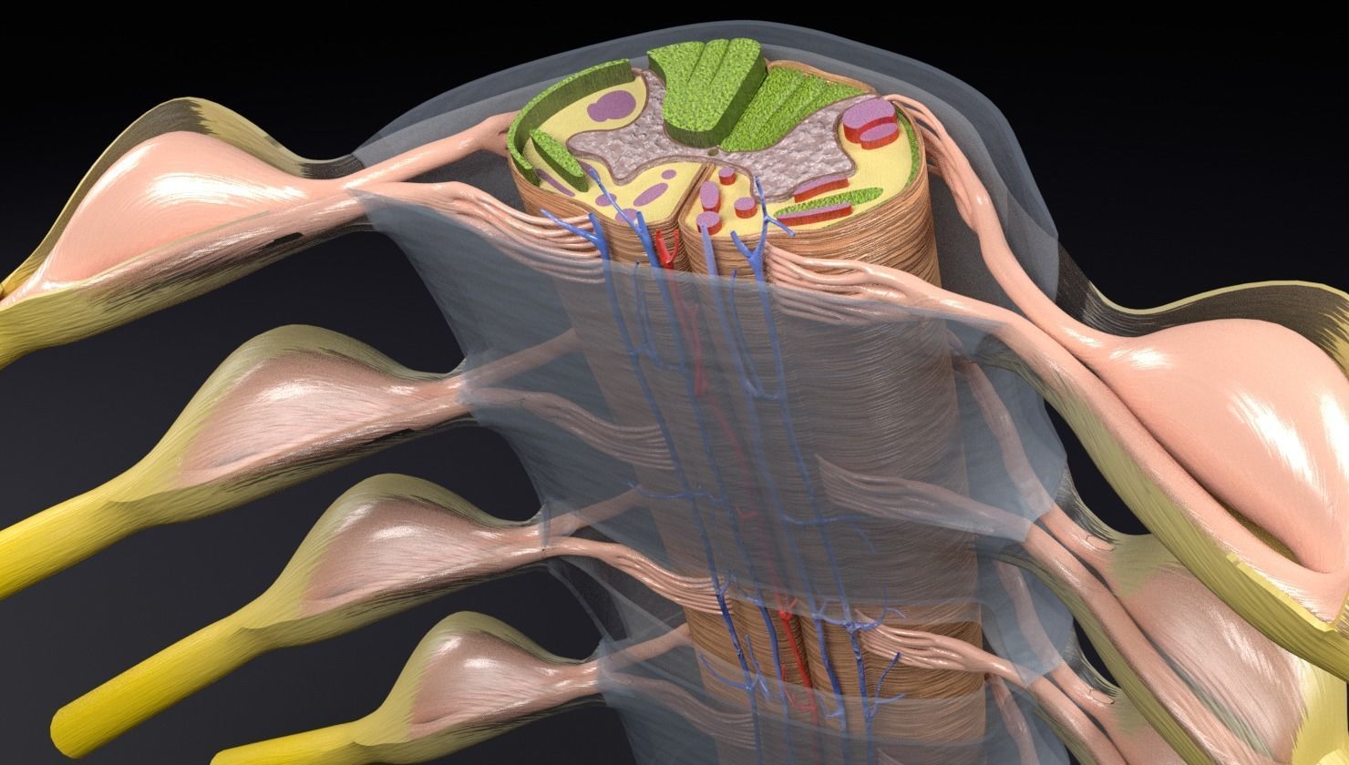 Spinal cord transverse section coverings label 3D model_10