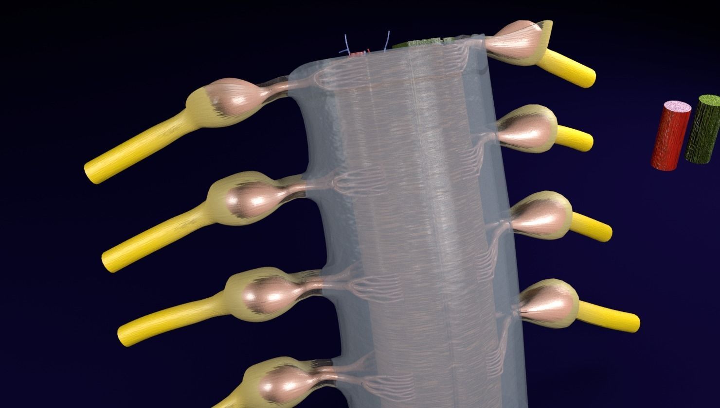 Spinal cord transverse section coverings label 3D model_16