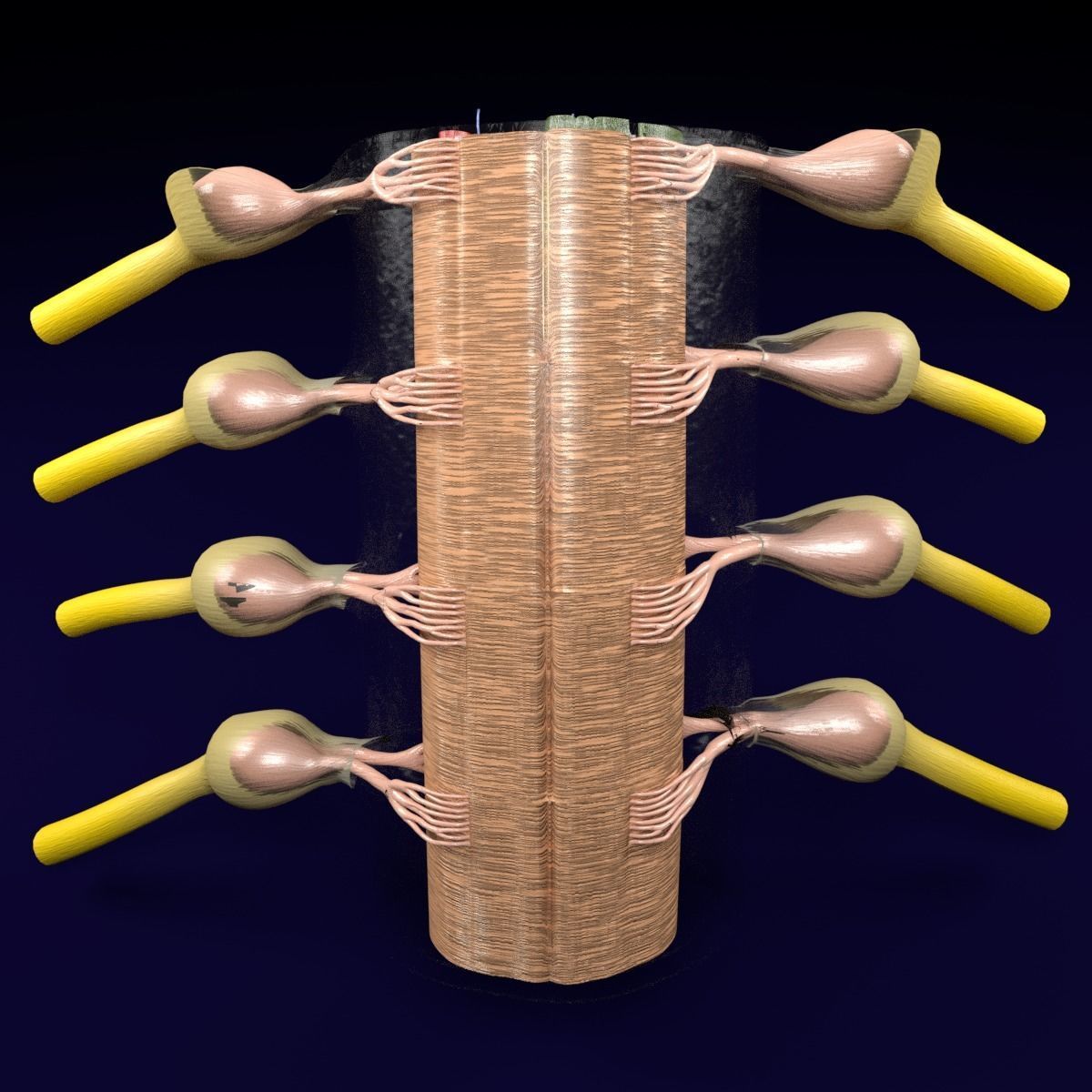 Spinal cord transverse section coverings label 3D model_9