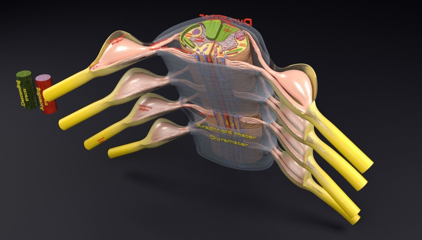 Spinal cord transverse section coverings label 3D model_18