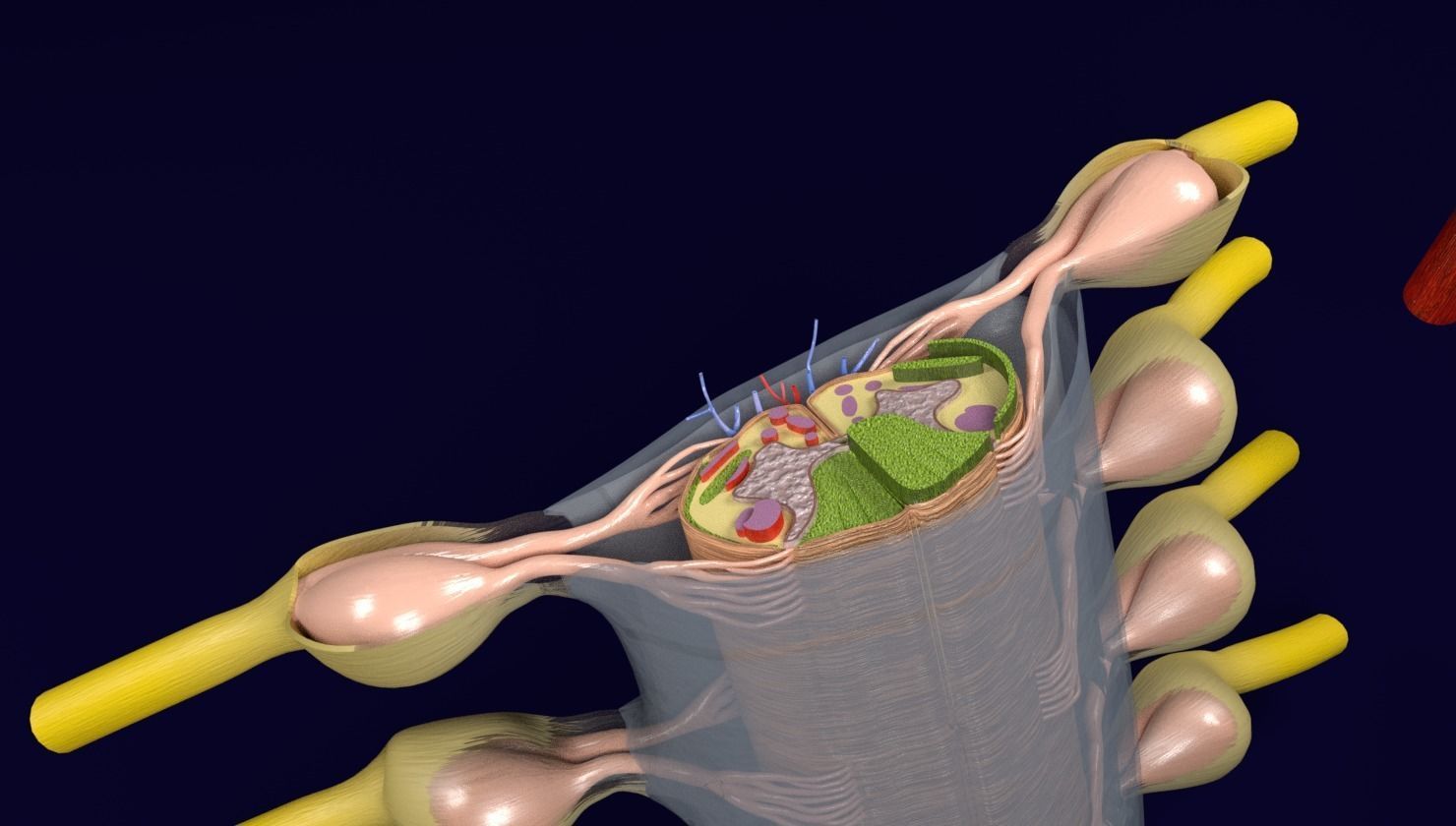 Spinal cord transverse section coverings label 3D model_4