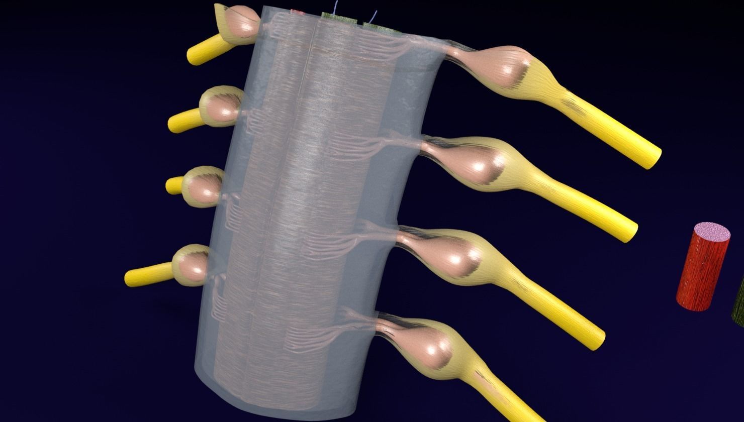 Spinal cord transverse section coverings label 3D model_14