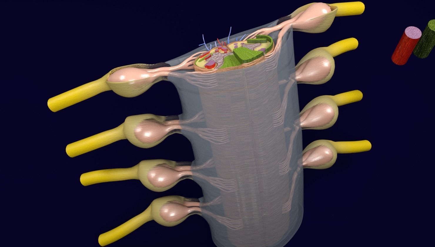 Spinal cord transverse section coverings label 3D model_17