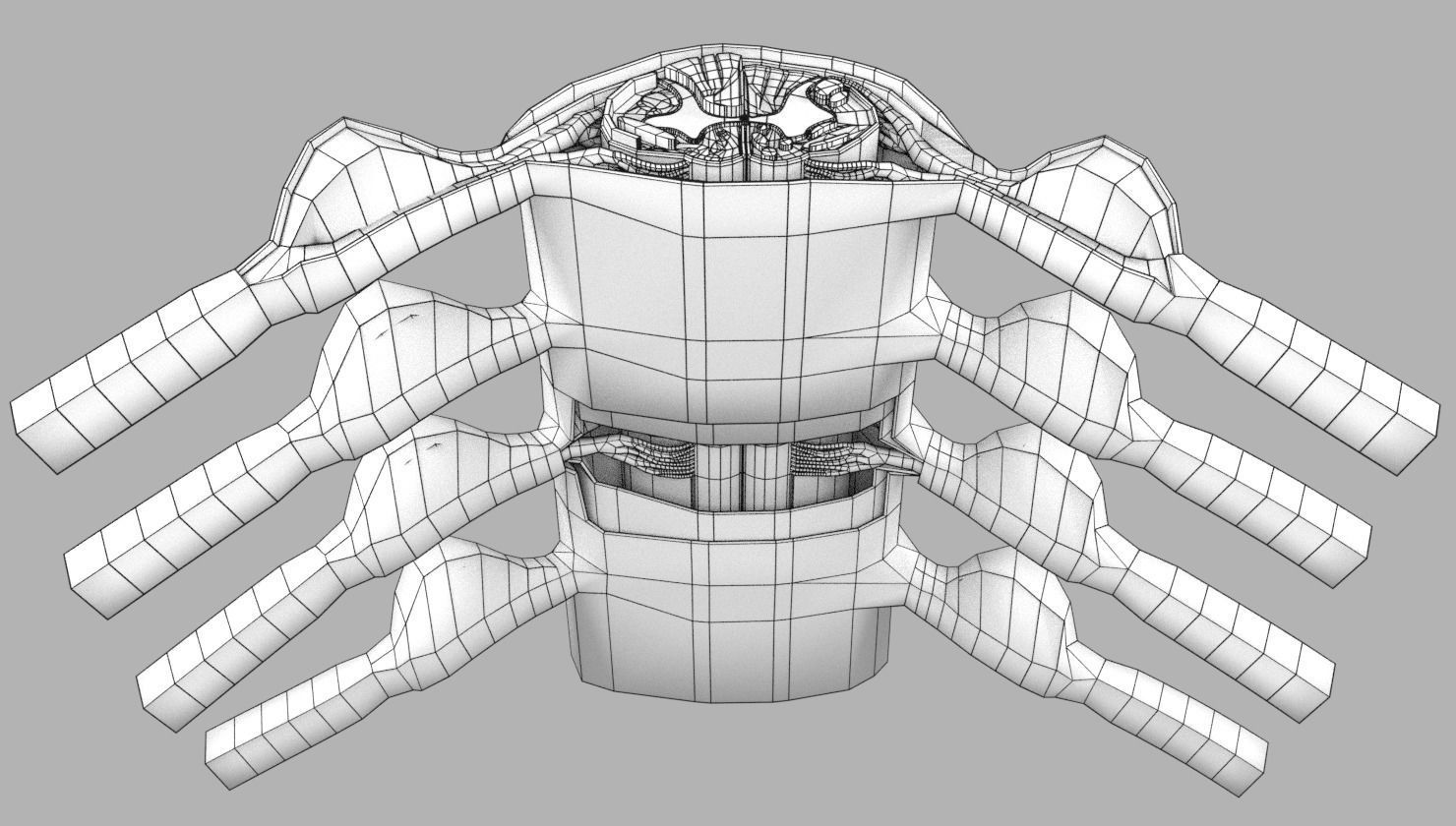 Spinal cord transverse section coverings label 3D model_22