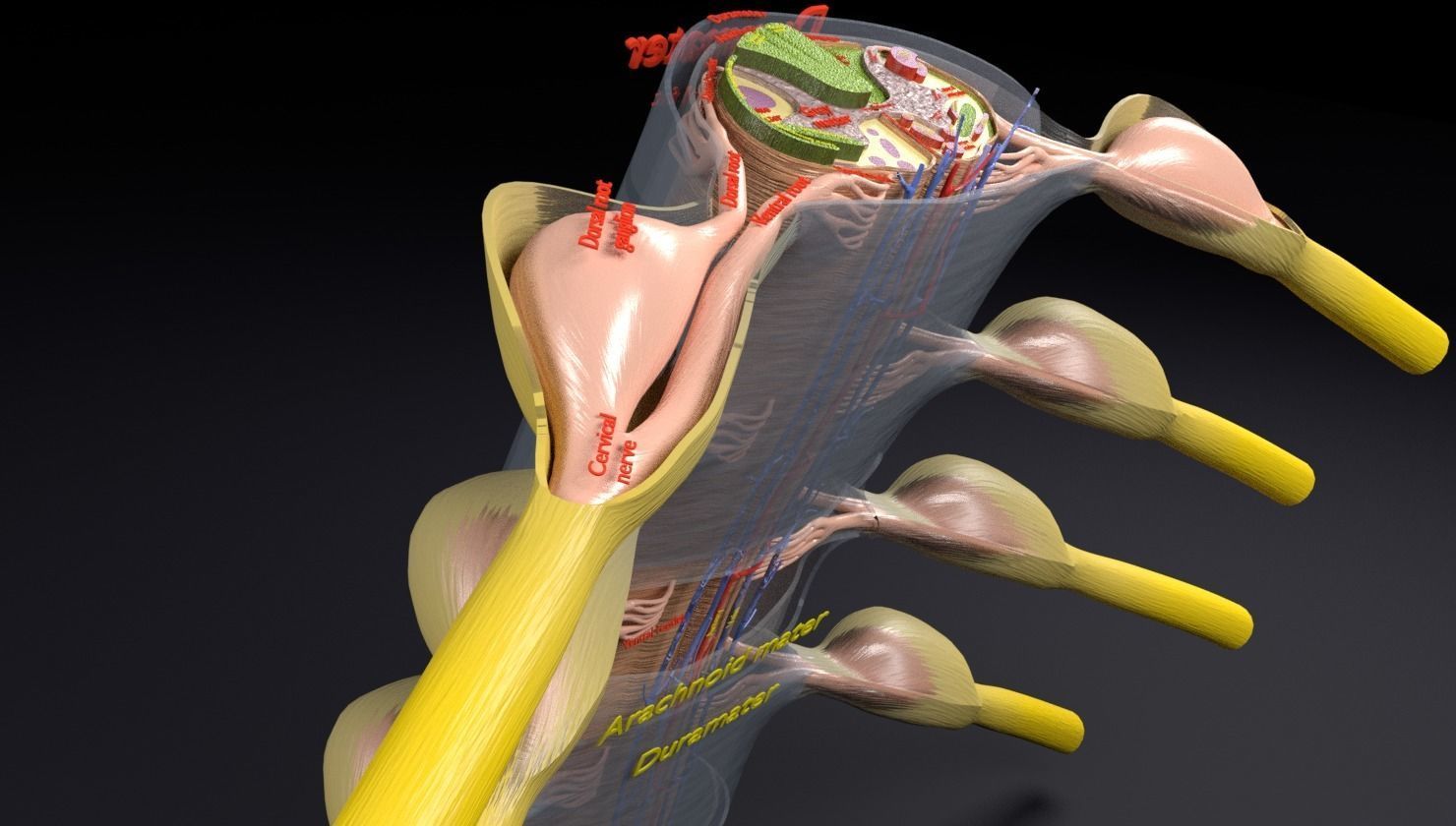 Spinal cord transverse section coverings label 3D model_12