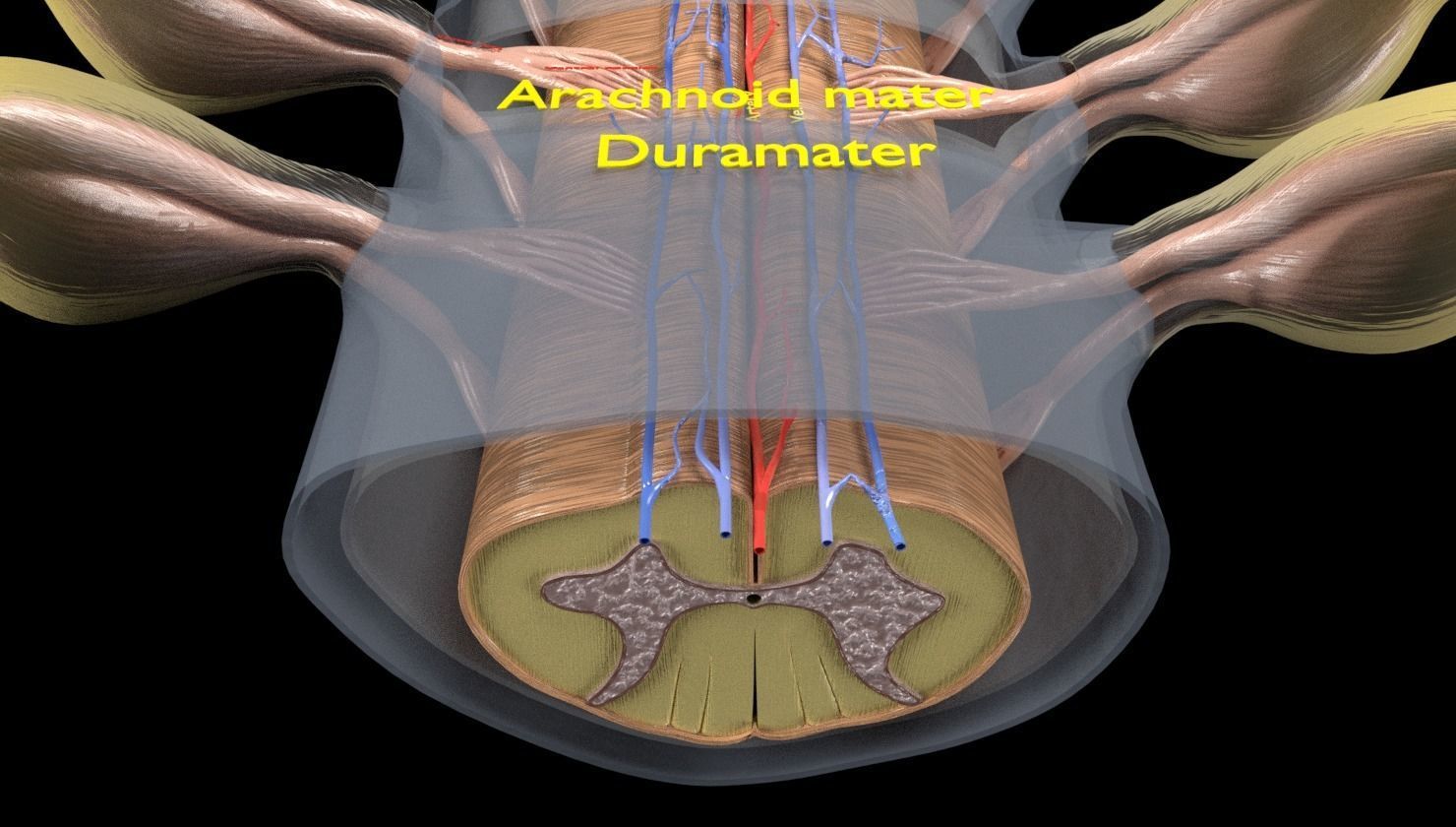 Spinal cord transverse section coverings label 3D model_6