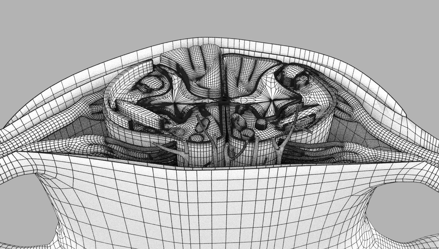 Spinal cord transverse section coverings label 3D model_21
