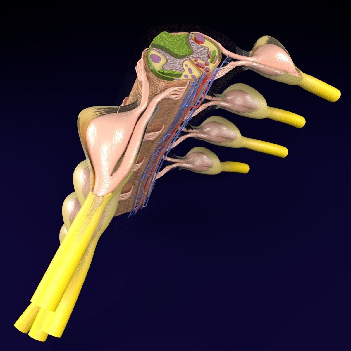 Spinal cord transverse section coverings label 3D model_7