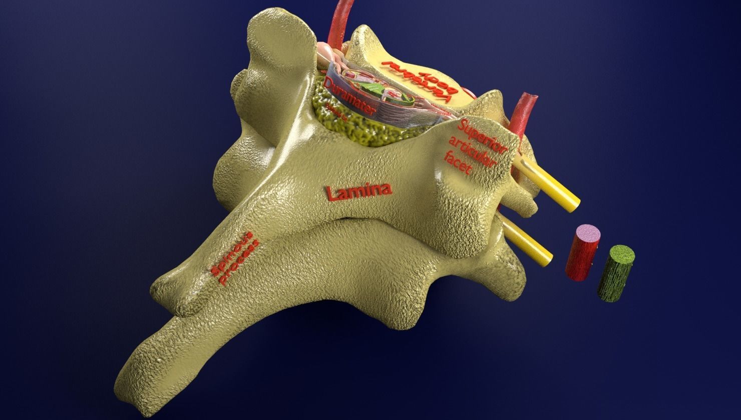Spinal Tracts cord vertebrae labelled 3D model | CGTrader
