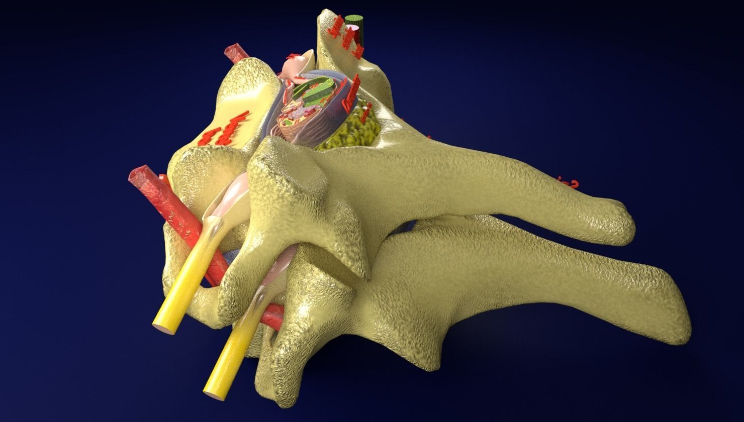 Spinal Tracts cord vertebrae labelled 3D model | CGTrader