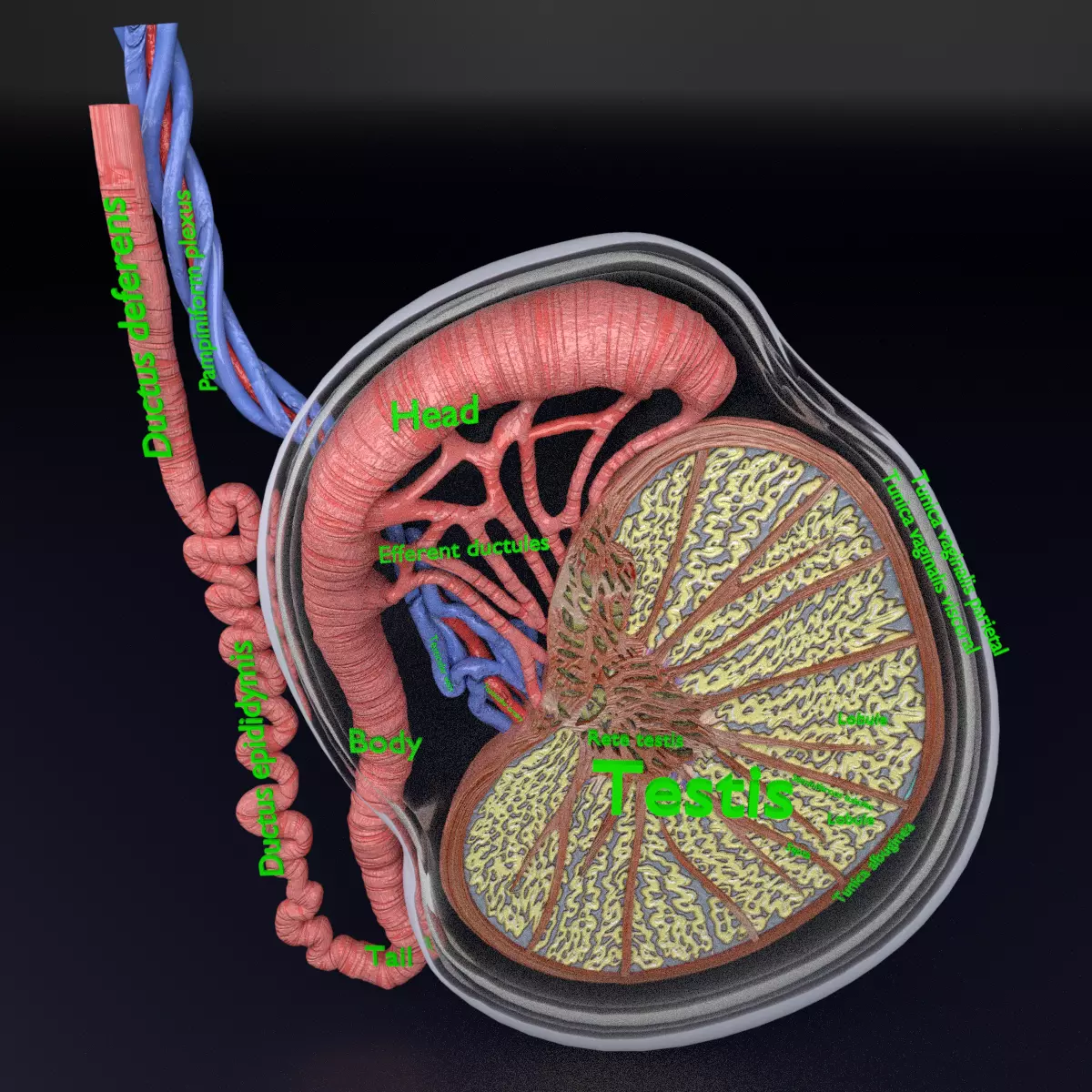 testis anatomy histology 3D model