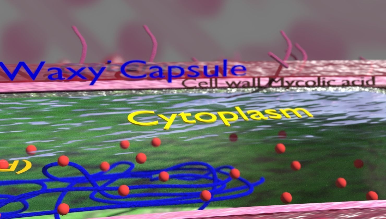 Tuberculosis bacteria detail cut section labelled 3D model_2