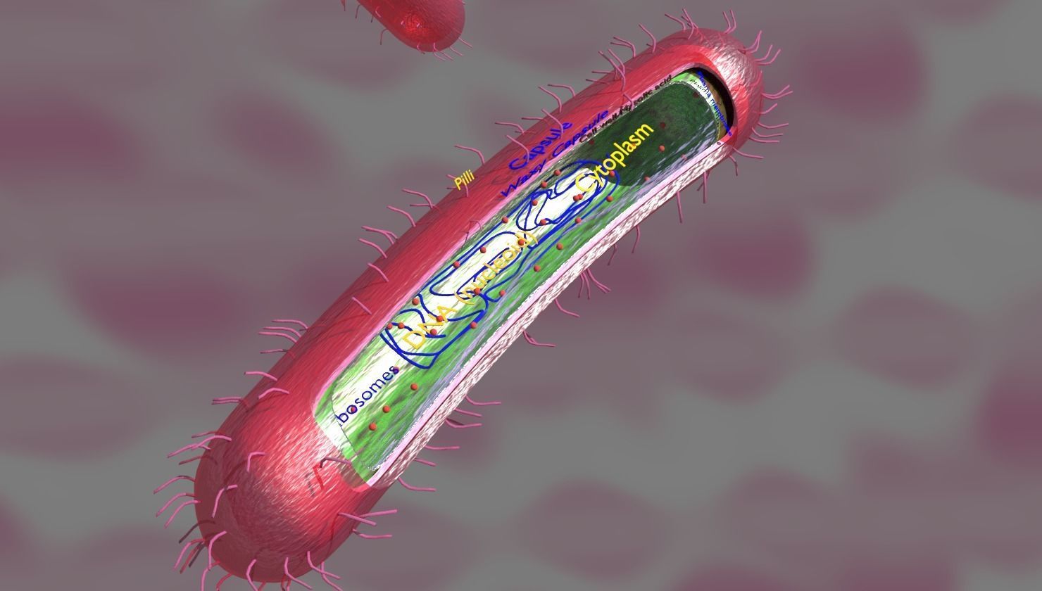 Tuberculosis bacteria detail cut section labelled 3D model_6