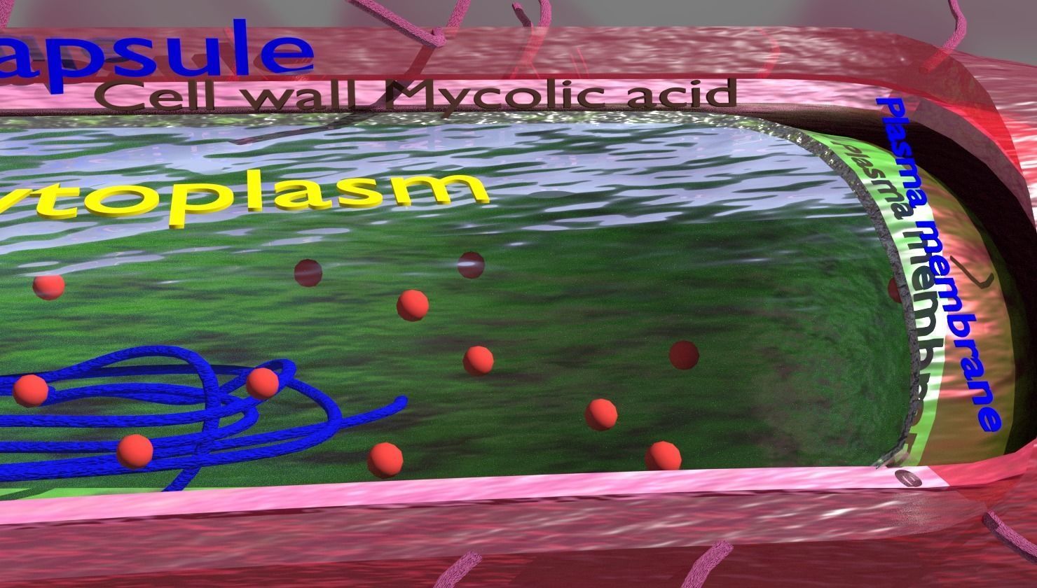 Tuberculosis bacteria detail cut section labelled 3D model_3