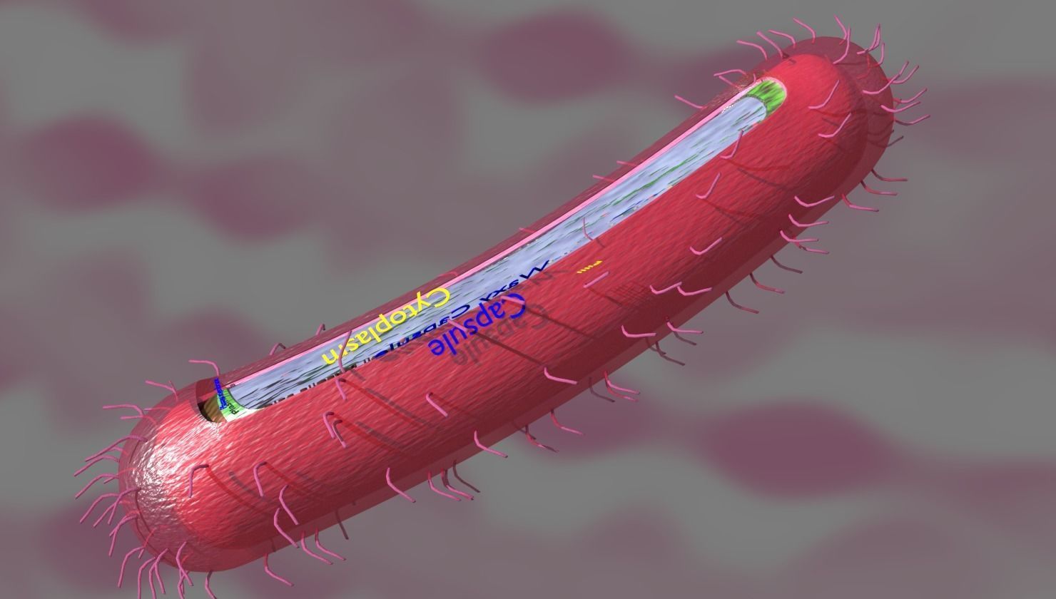 Tuberculosis bacteria detail cut section labelled 3D model_8