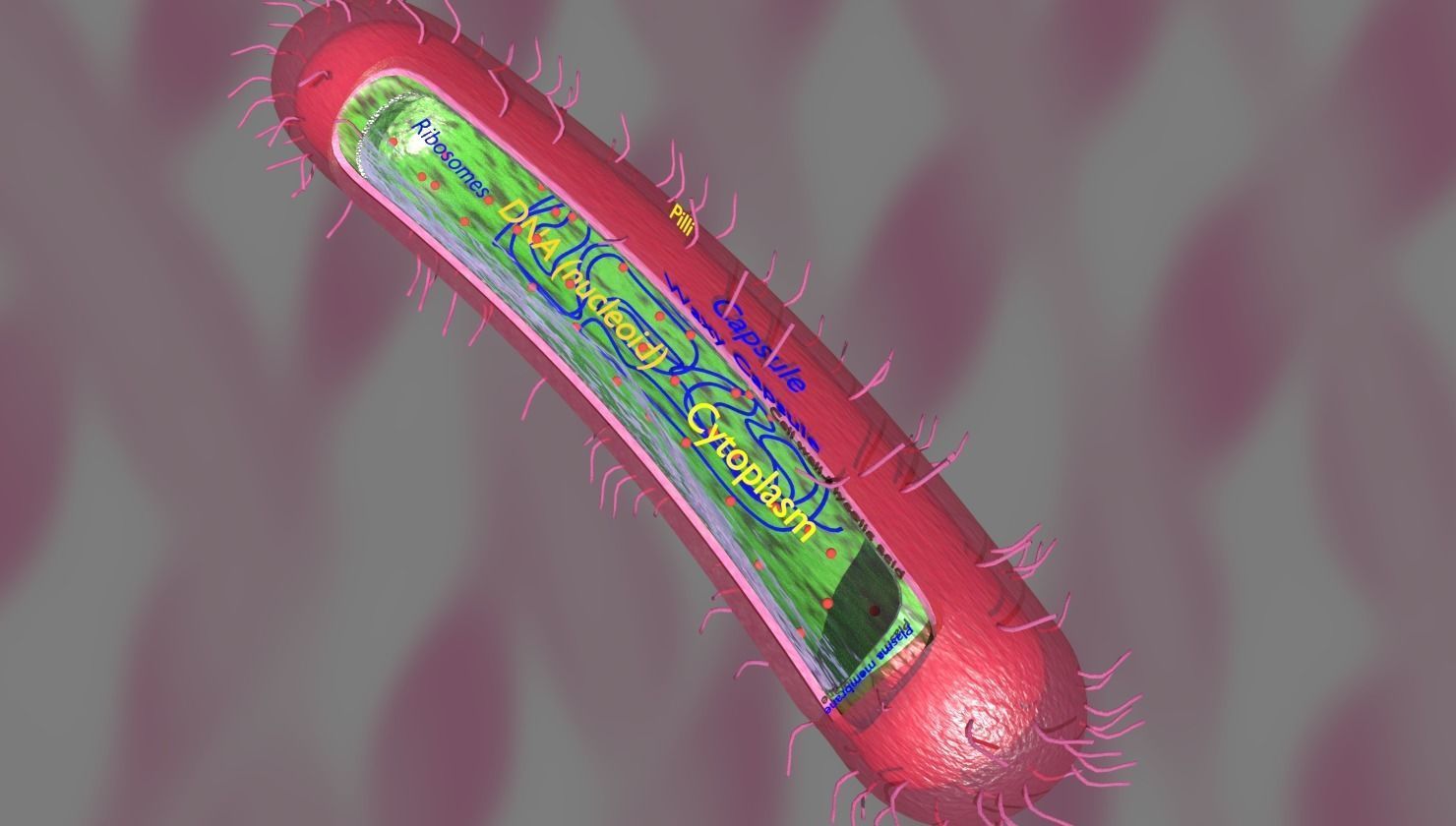 Tuberculosis bacteria detail cut section labelled 3D model_7