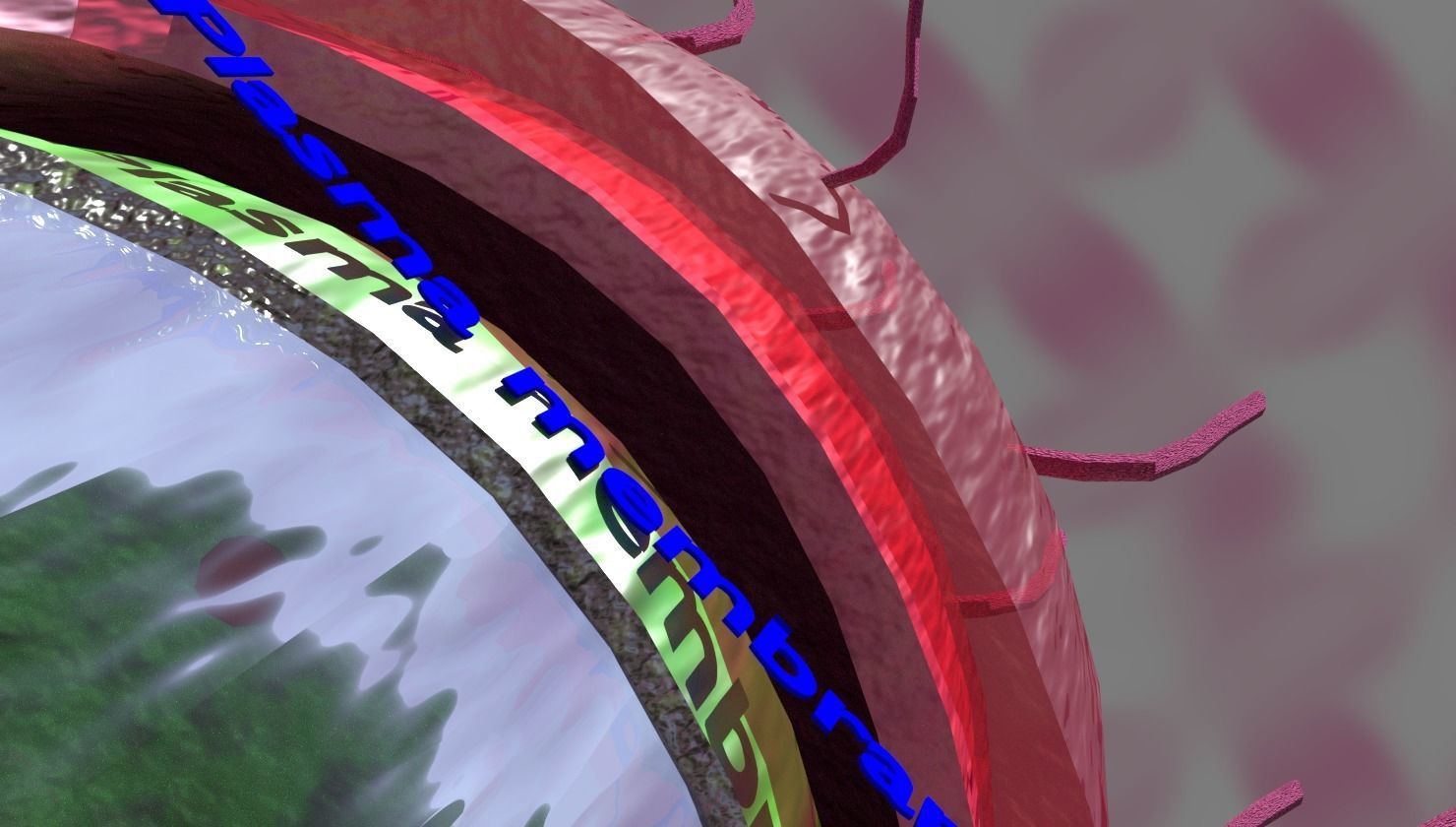 Tuberculosis bacteria detail cut section labelled 3D model_4
