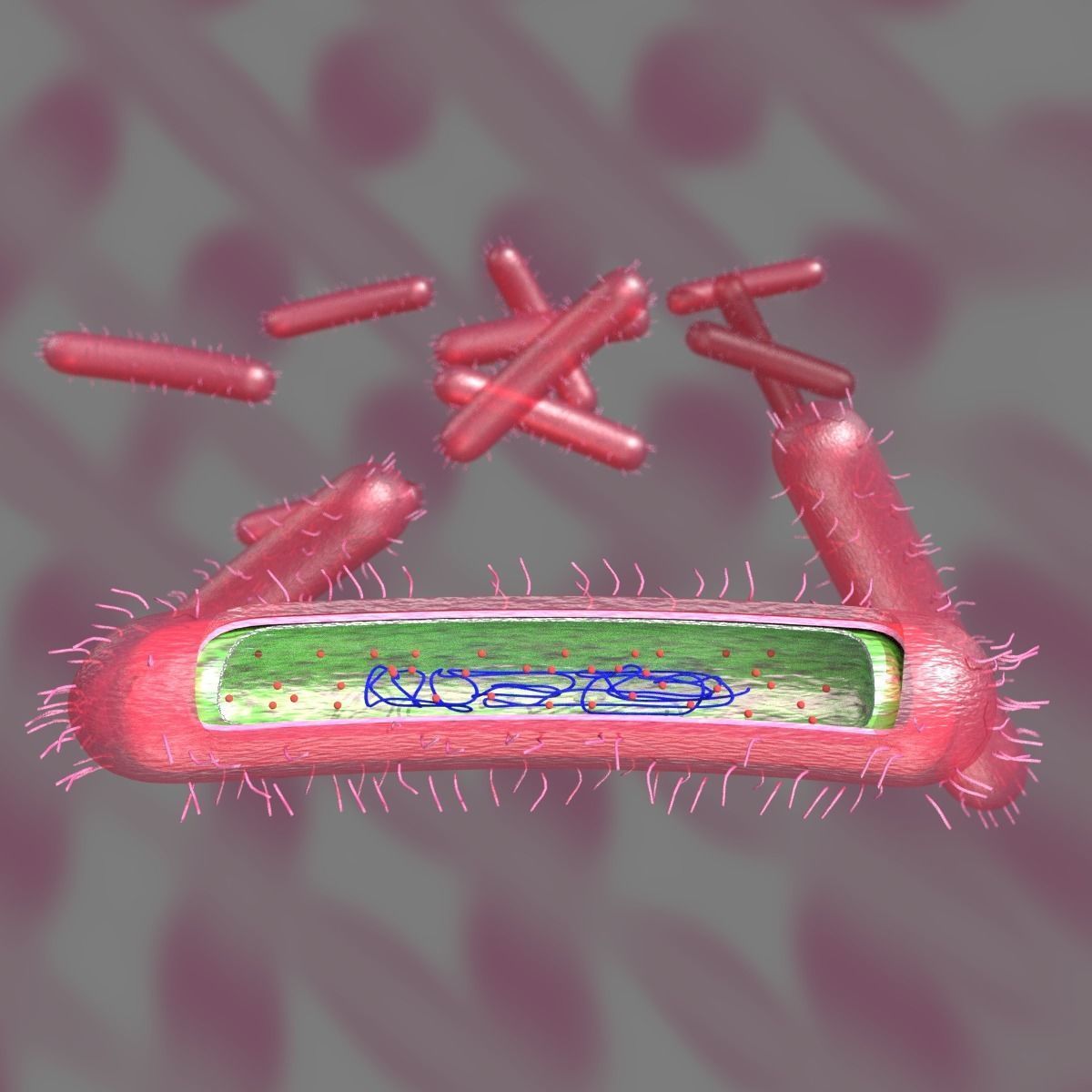 Tuberculosis bacteria detail cut section labelled 3D model_9