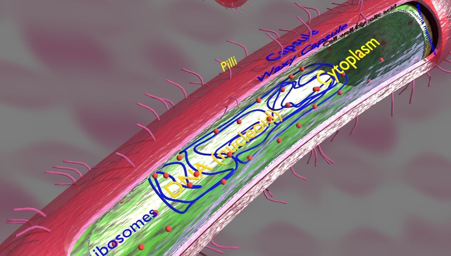 Tuberculosis bacteria detail cut section labelled 3D model_5