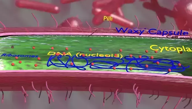 Tuberculosis bacteria detail cut section labelled 3D model