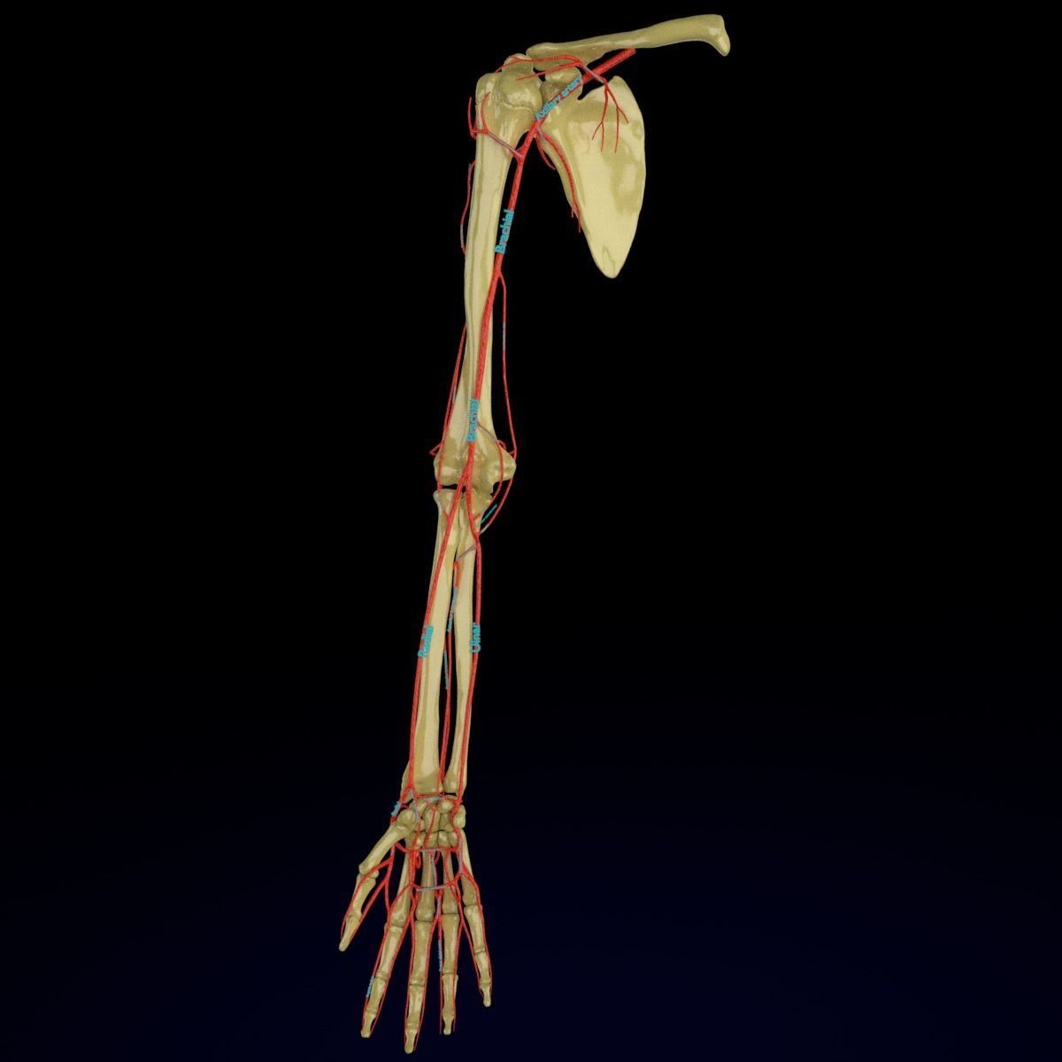 Upper limb arteries axilla arm forearm 3D model_14