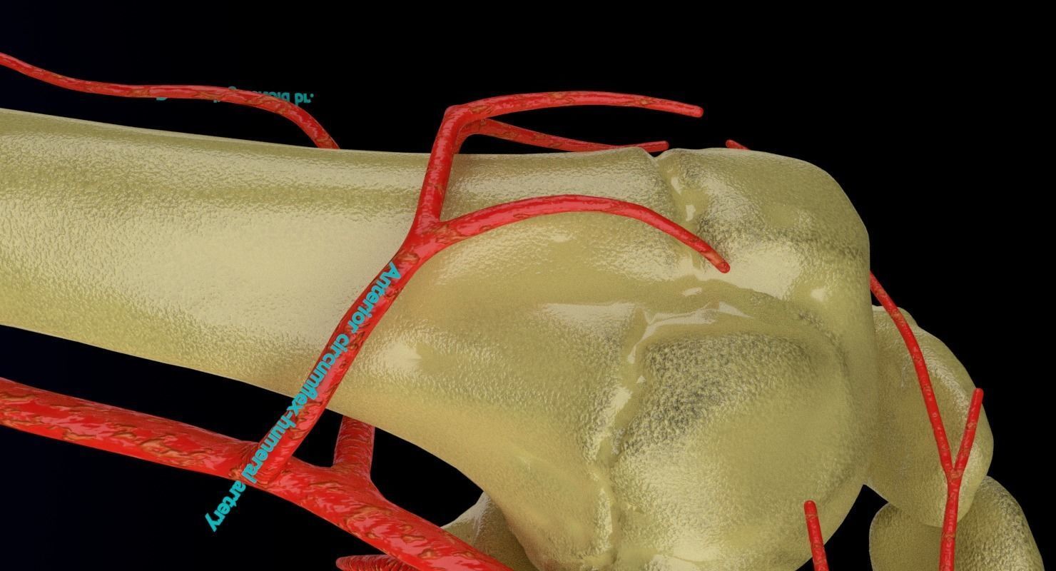Upper limb arteries axilla arm forearm 3D model_9