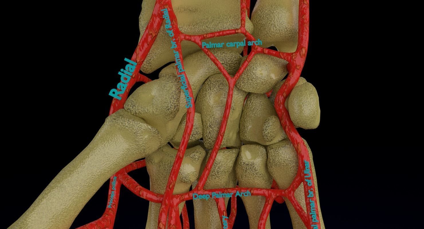 Upper limb arteries axilla arm forearm 3D model_3