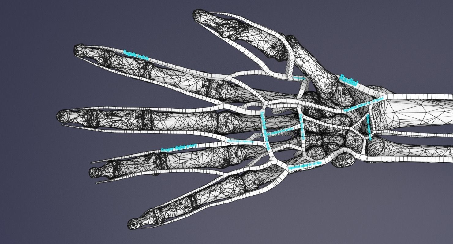 Upper limb arteries axilla arm forearm 3D model_16