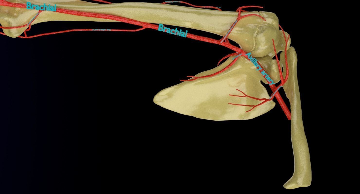Upper limb arteries axilla arm forearm 3D model_6