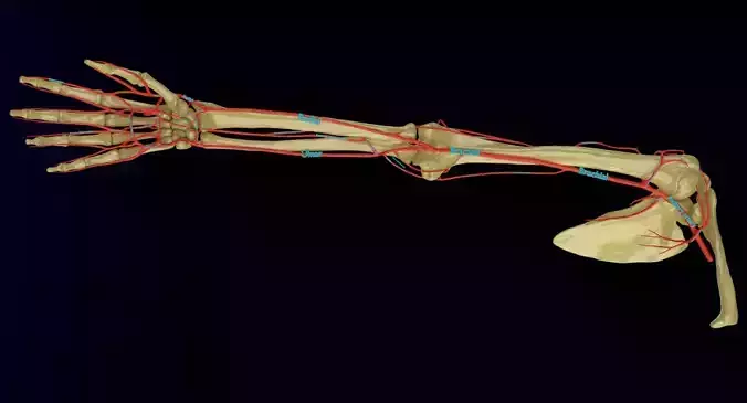 Upper limb arteries axilla arm forearm 3D model