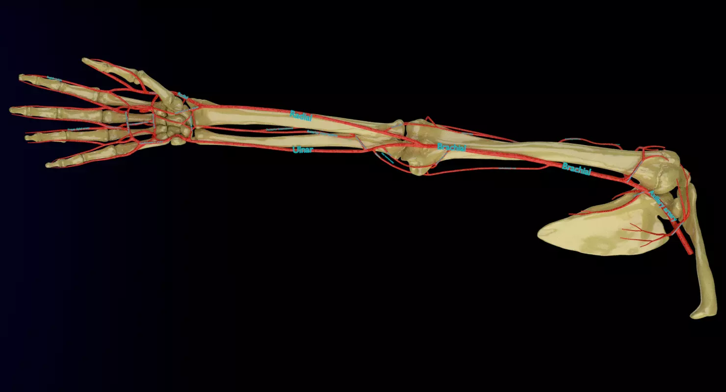 Upper limb arteries axilla arm forearm 3D model_0