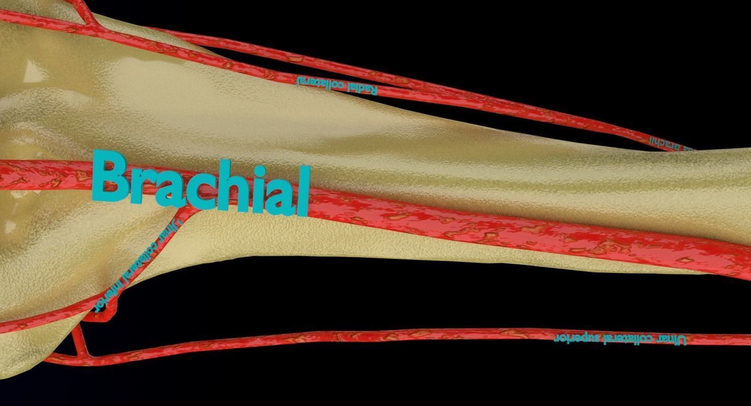 Upper limb arteries axilla arm forearm 3D model_10