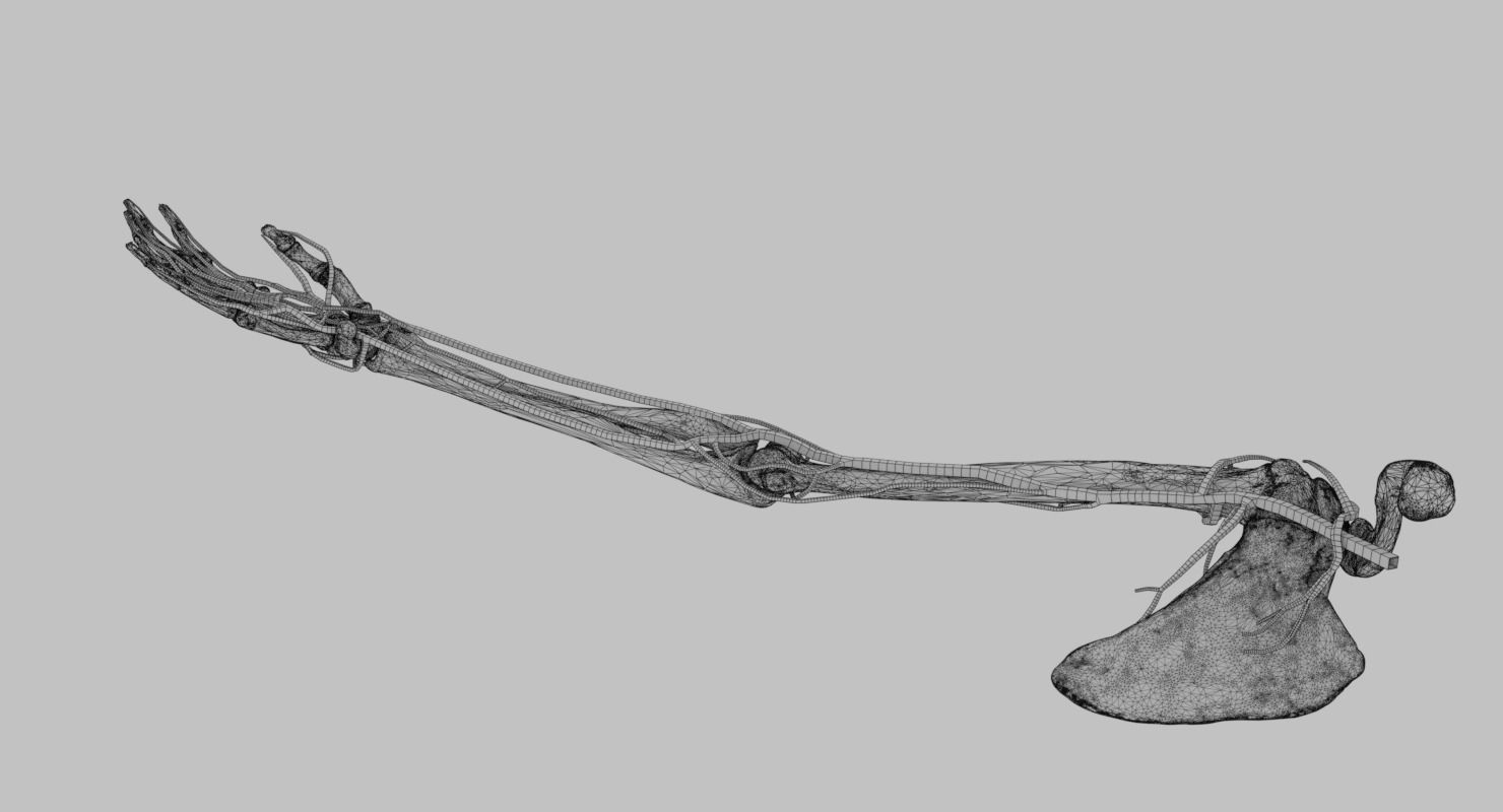 Upper limb arteries axilla arm forearm 3D model_18
