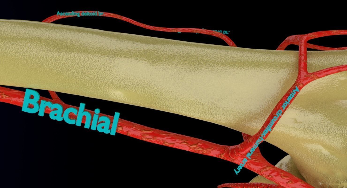 Upper limb arteries axilla arm forearm 3D model_8