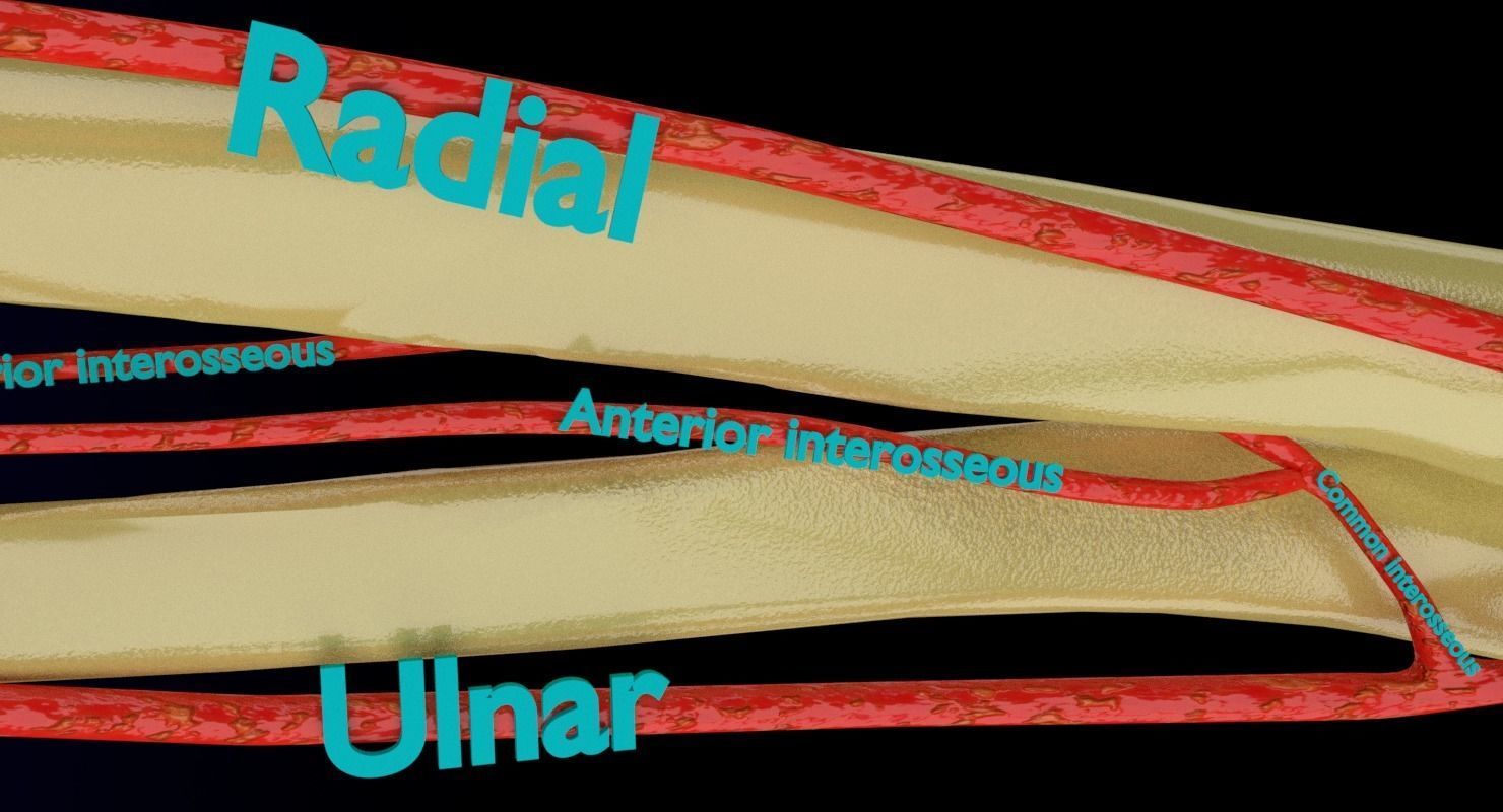 Upper limb arteries axilla arm forearm 3D model_12