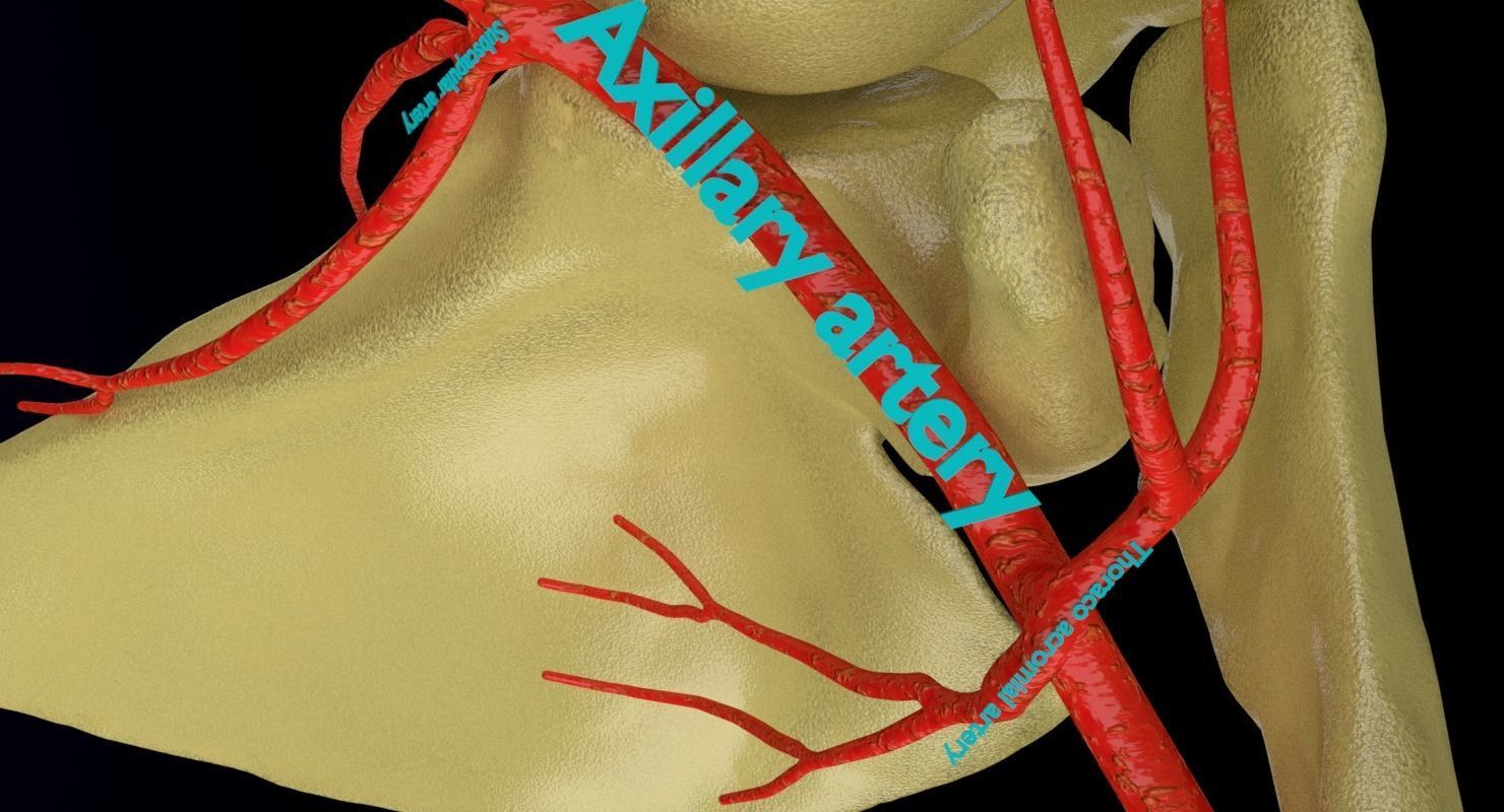 Upper limb arteries axilla arm forearm 3D model_7