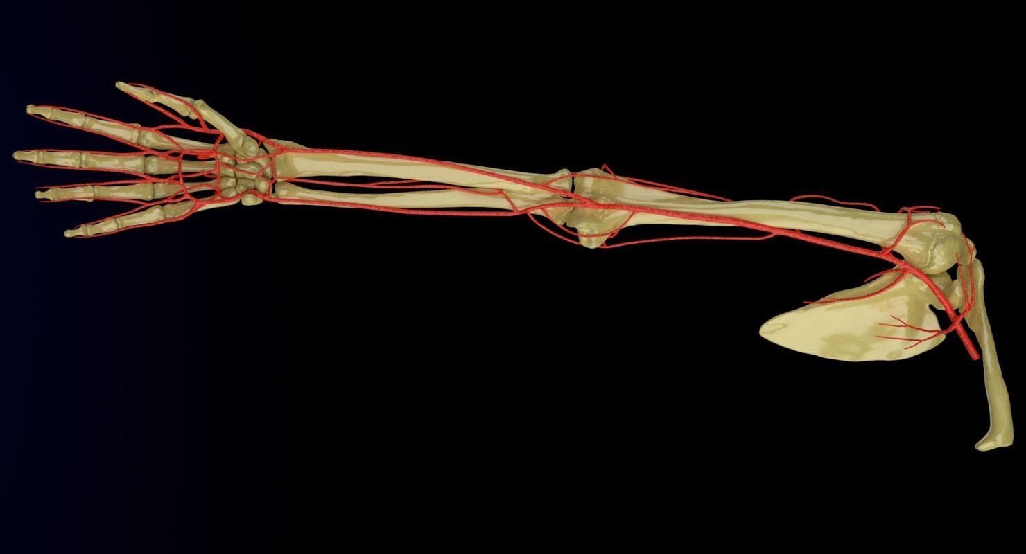 Upper limb arteries axilla arm forearm 3D model_5