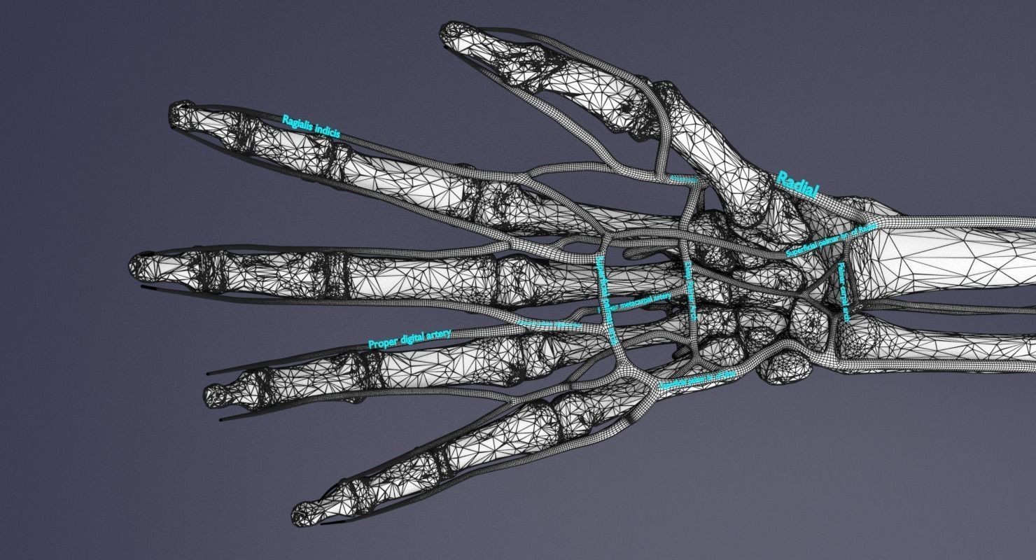 Upper limb arteries axilla arm forearm 3D model_15