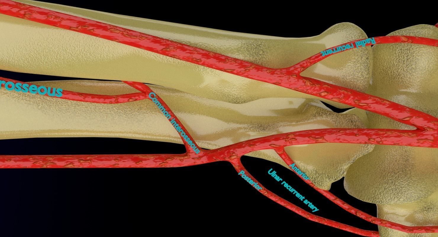 Upper limb arteries axilla arm forearm 3D model_11