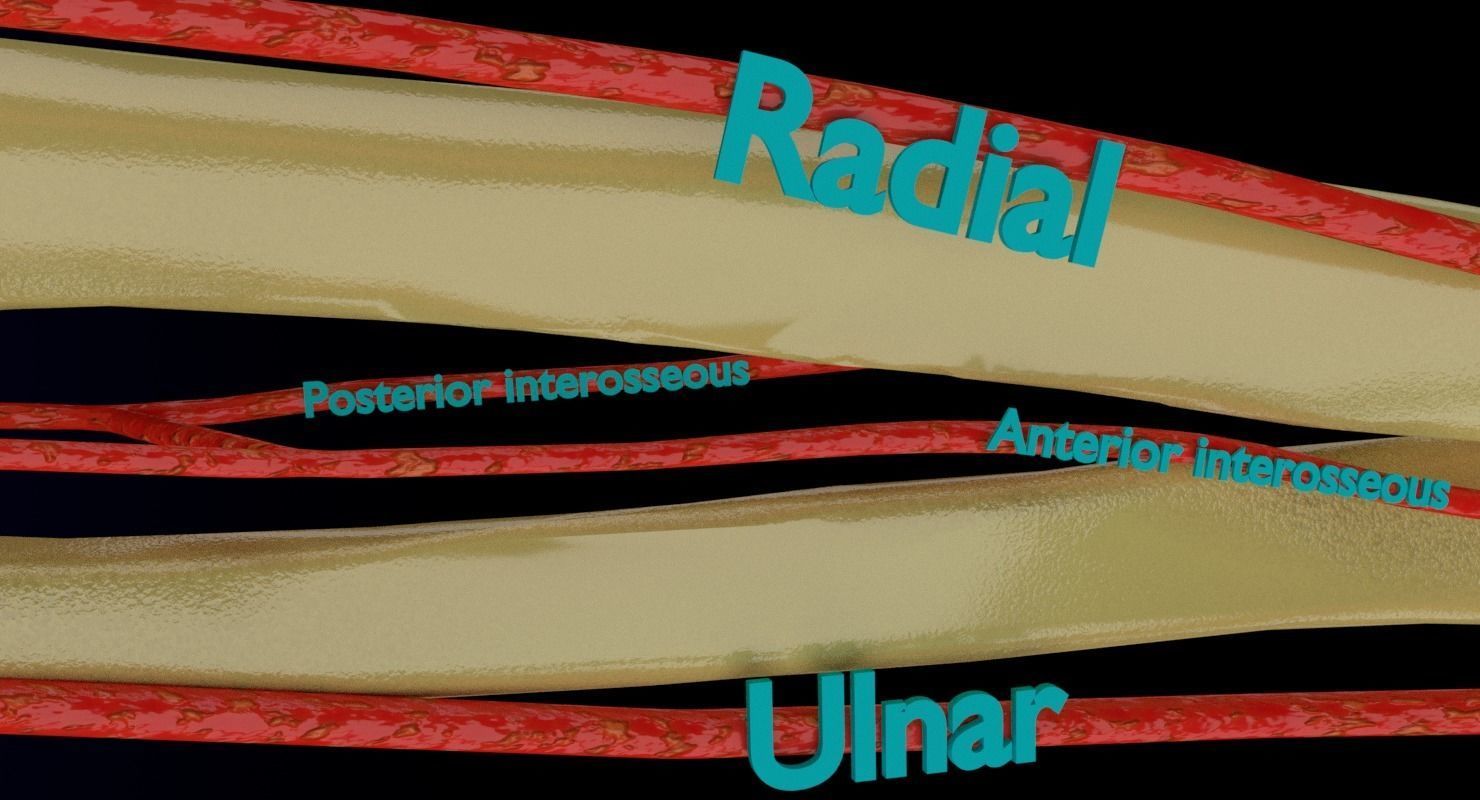 Upper limb arteries axilla arm forearm 3D model_2