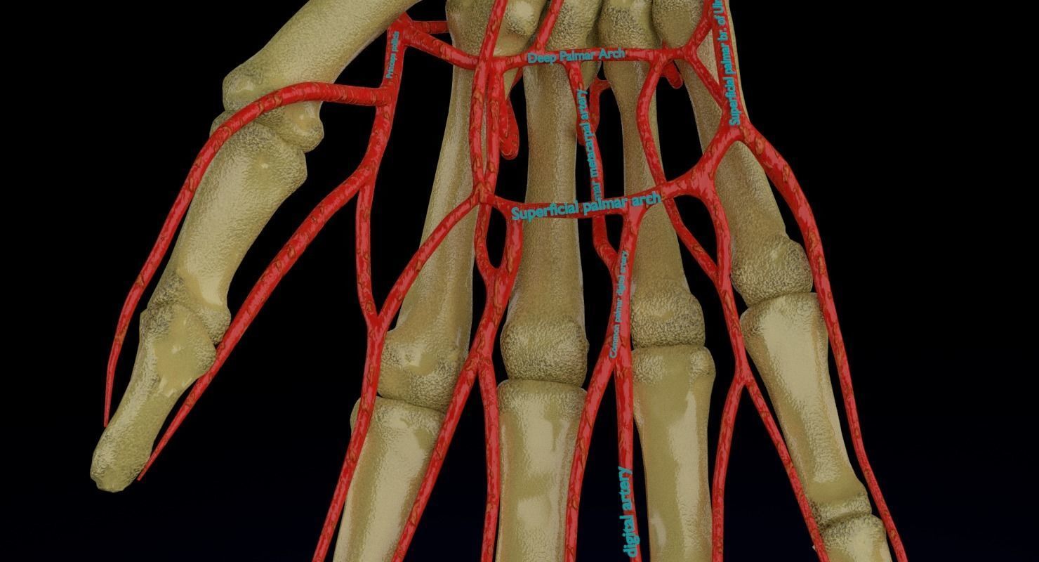 Upper limb arteries axilla arm forearm 3D model_4