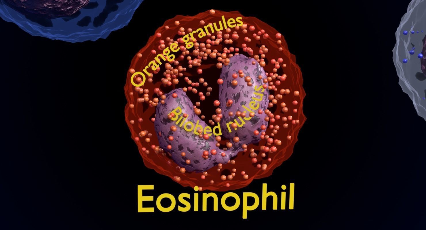 WHITE BLOOD CELLS LEUCOCYTES 3D model_7