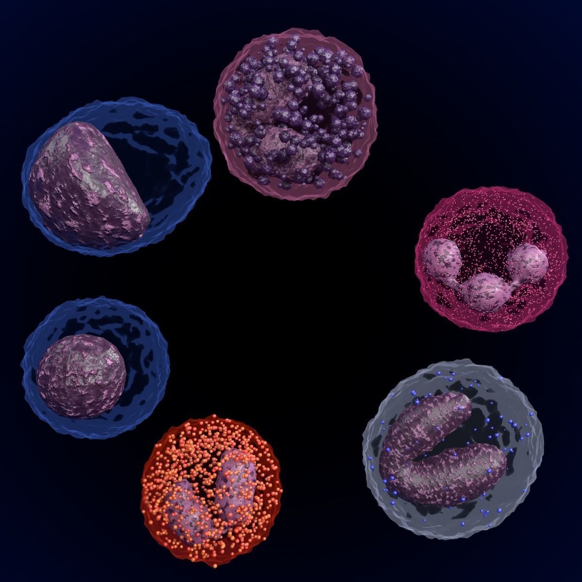 WHITE BLOOD CELLS LEUCOCYTES 3D model_18