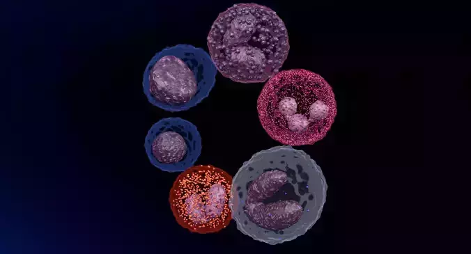 WHITE BLOOD CELLS LEUCOCYTES 3D model
