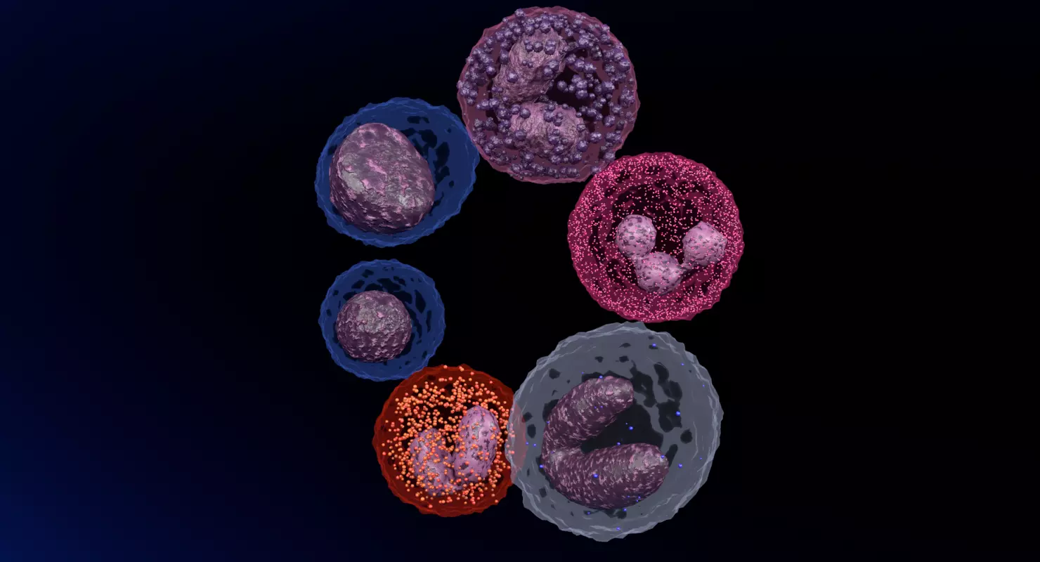 WHITE BLOOD CELLS LEUCOCYTES 3D model_0