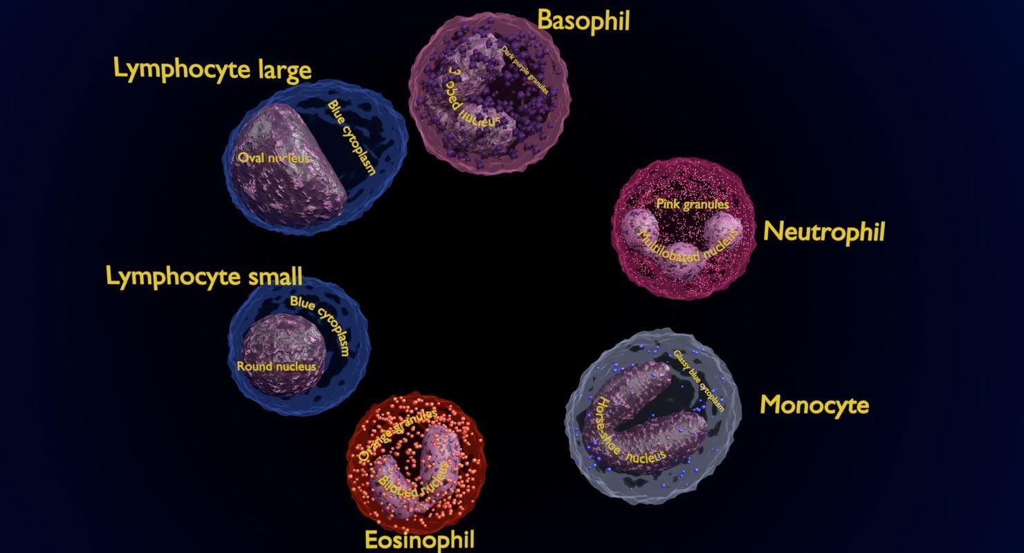 WHITE BLOOD CELLS LEUCOCYTES 3D model_16