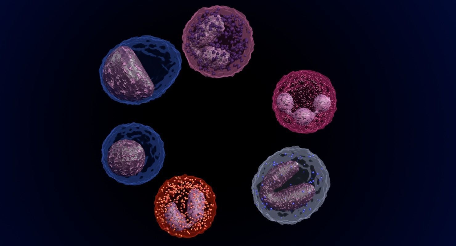 WHITE BLOOD CELLS LEUCOCYTES 3D model_17